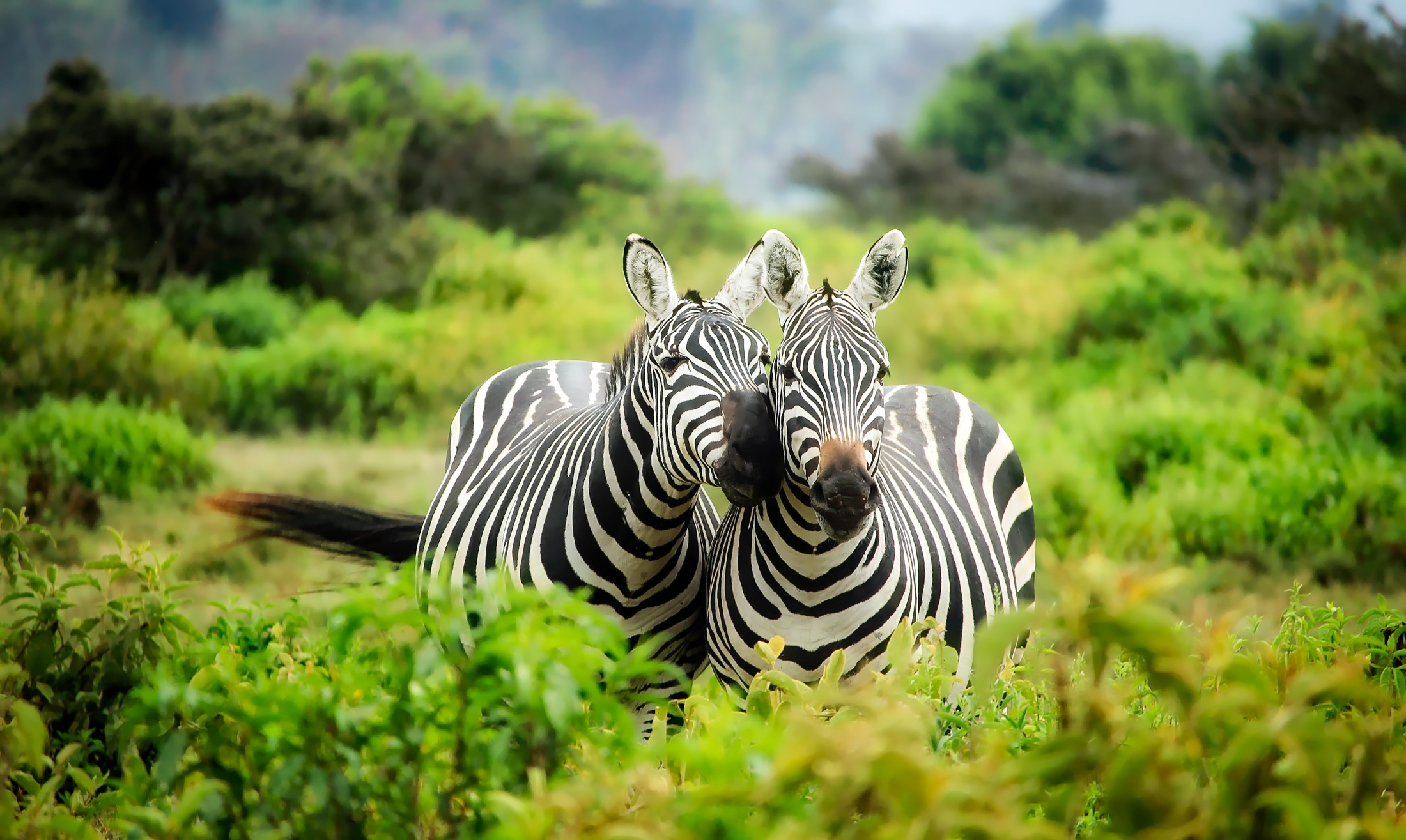 zebra