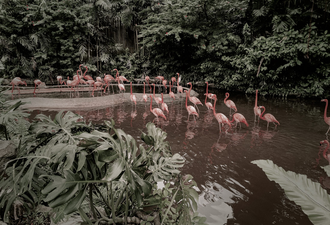 Día Mundial de la BIODIVERSIDAD ¿Qué es y porque es tan importante para la vida?
